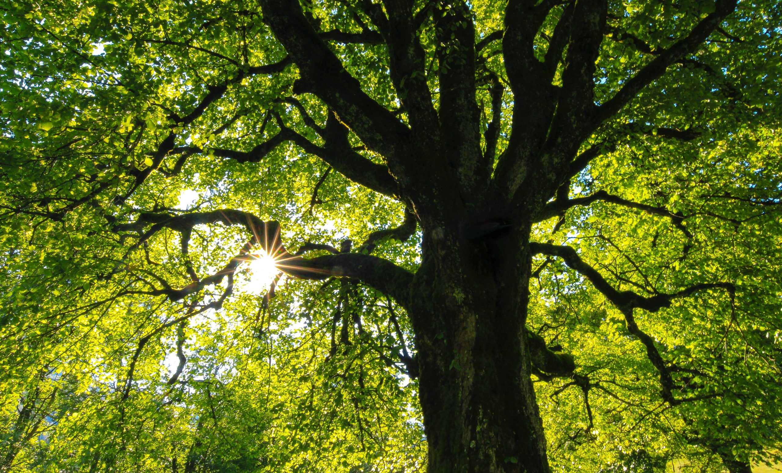 Read more about the article Lehrgang Zertifizierter Baumkontrolleur nach FLL